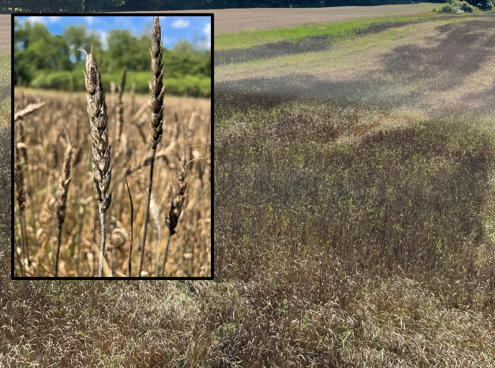 Diseased wheat field.